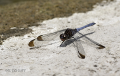 Erythrodiplax atroterminata