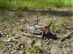 Dracotettix monstrosus