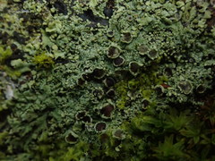 Hyperphyscia plinthiza