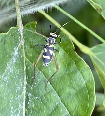 Phylloscyrtus amoenus