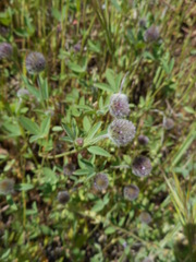 Trifolium albopurpureum