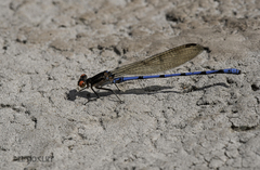 Argia joergenseni