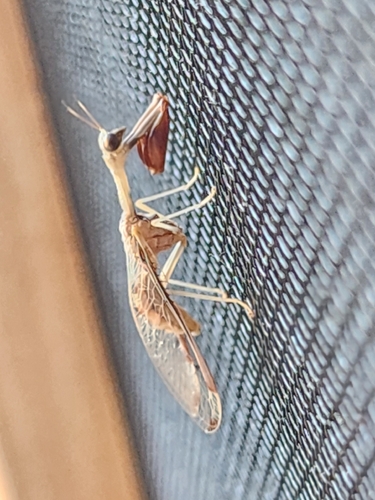 Four-spotted Mantisfly