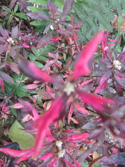 Alternanthera ficoidea