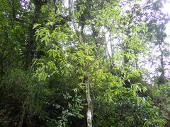 Machilus japonica