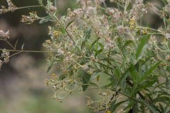 Blumea balsamifera