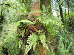 Asplenium pseudolaserpitiifolium
