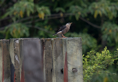 Acridotheres leucocephalus