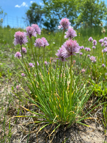 Allium schoenoprasum