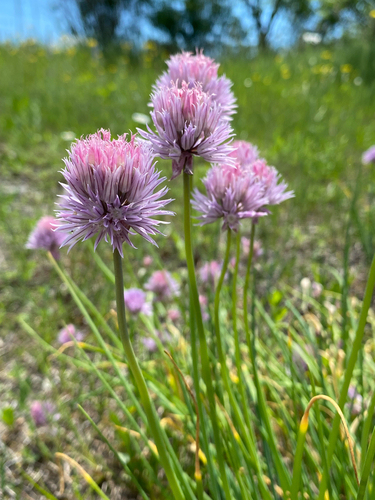 Allium schoenoprasum