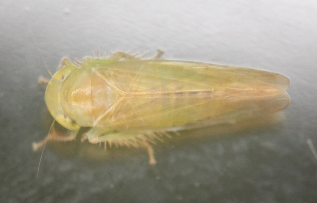 Chlorotettix floridanus