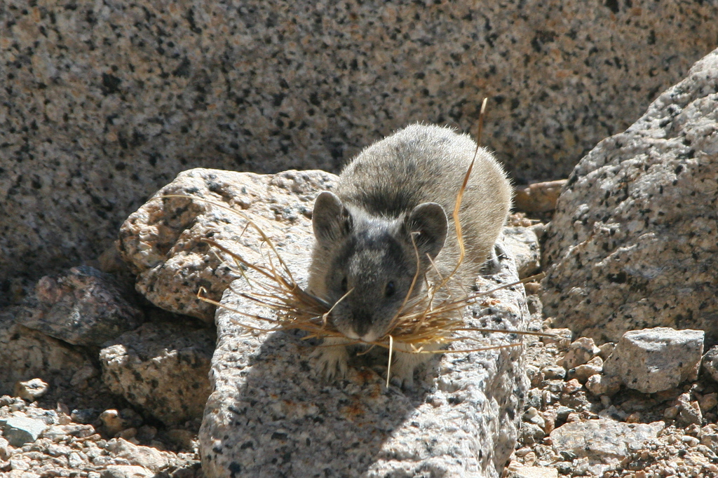 American Pika