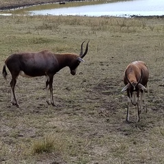 Damaliscus pygargus phillipsi