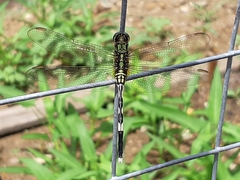 Orthetrum sabina
