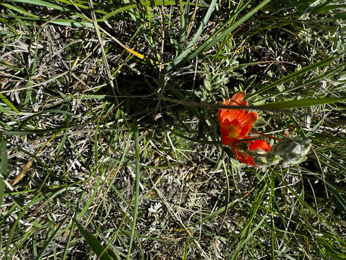 Scarlet Globemallow