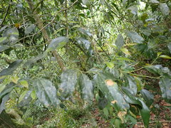 Cryptocarya chinensis