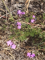 Glandularia aristigera