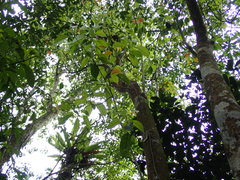 Elaeocarpus japonicus