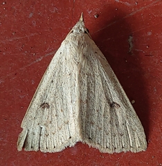 Scolecocampa