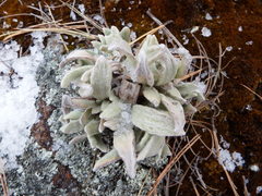 Gnaphaliothamnus lavandulifolius