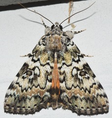 Catocala connubialis