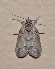 Nycteola polycyma