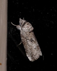 Nycteola polycyma