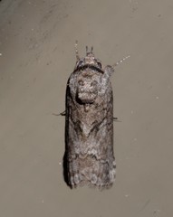 Nycteola polycyma