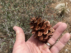 Pinus arizonica