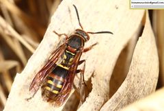Polistes snelleni