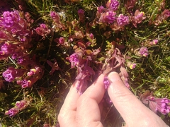 Castilleja ambigua humboldtiensis