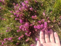 Castilleja ambigua humboldtiensis