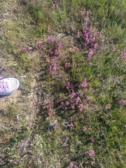 Castilleja ambigua humboldtiensis