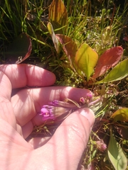 Castilleja ambigua humboldtiensis