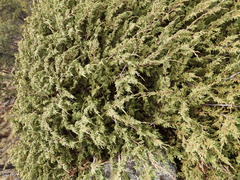 Juniperus monticola