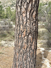 Pinus arizonica