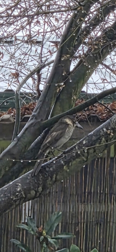 Grey Butcherbird