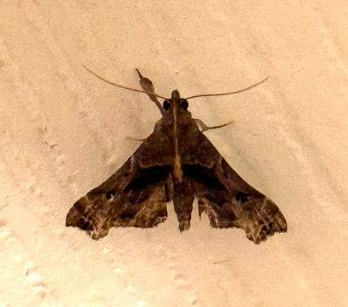 Faint-Spotted Palthis Moth