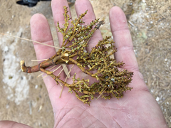 Arceuthobium vaginatum cryptopodum