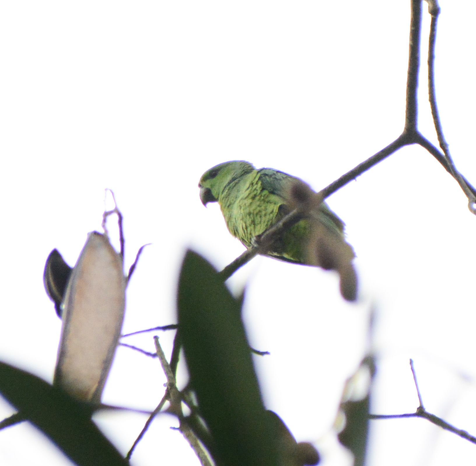 Short-tailed Parrot (Graydidascalus brachyurus), photo 2
