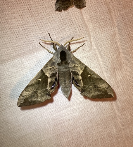 Oriental Eyed Hawkmoth