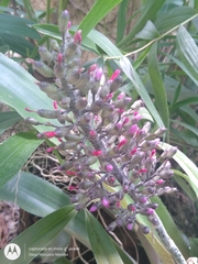 Aechmea lueddemanniana