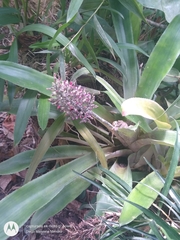 Aechmea lueddemanniana