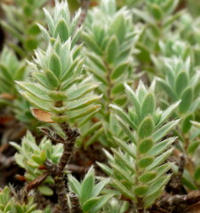 Pimelea lyallii