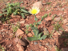 Malacothrix coulteri