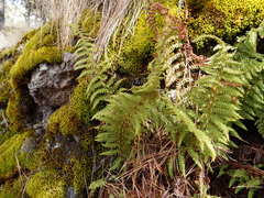 Polystichum speciosissimum