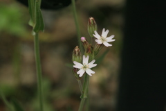 Silene aprica