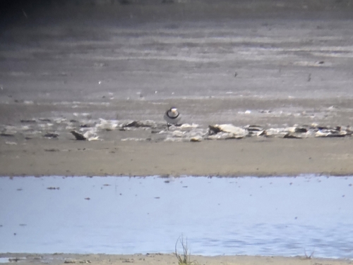 Piping Plover