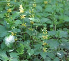 Lamium galeobdolon montanum