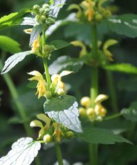 Lamium galeobdolon montanum